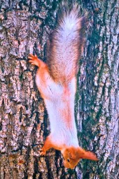 A squirrel on a tree Stock Photos