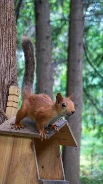 Squirrel on a tree Stock Photos