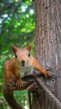 Squirrel on a tree Stock Photos