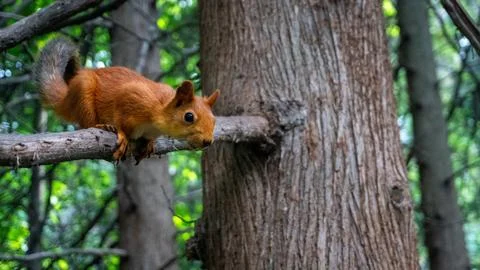 Squirrel on a tree Stock Photos
