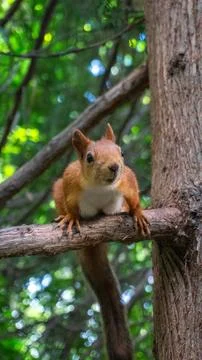 Squirrel on a tree Stock Photos