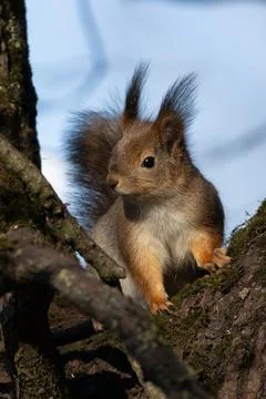 The squirrel on a tree. Stock Photos