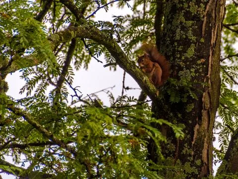 Squirrel on a tree Stockfoto's