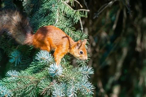 Squirrel on the tree Stock Photos