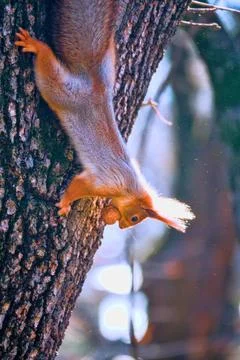 A squirrel on a tree Stock Photos