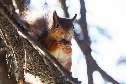 Squirrel on the tree Stock Photos