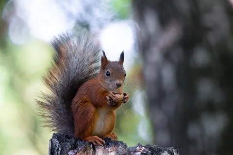 Squirrel on the tree Stock Photos