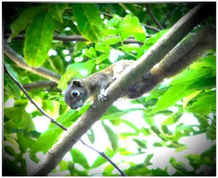 Squirrel on tree photo Stock Photos