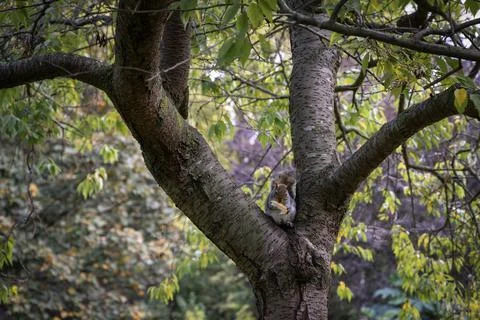 Squirrel in a tree with a piece of bread. Stock Photos