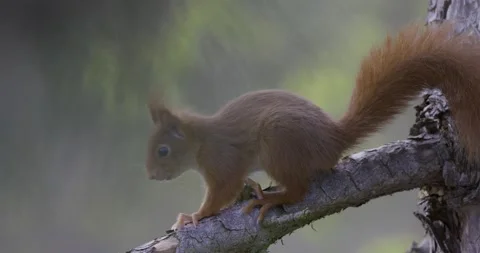 Squirrel on tree playing scenery Stock Footage 153432247