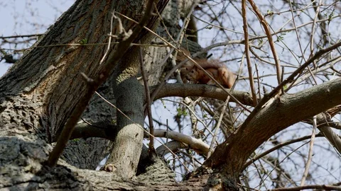 A squirrel on a tree poses for the camera. Slow motion. A wild rodent in nature Video stock 129502434