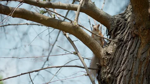 A squirrel on a tree poses for the camera. A wild rodent in nature strikes life. 스톡 동영상 129504441