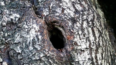 Squirrel on tree at public park. Stock Footage 74881247