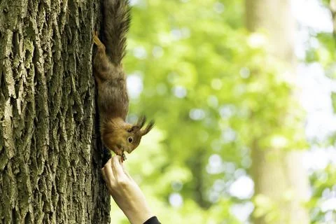Squirrel on a tree. Red squirrel eats nuts from a human palm. Stock Photos