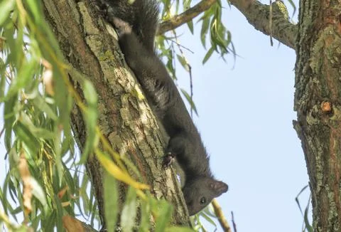 A squirrel in a tree. In Romania Stock Photos
