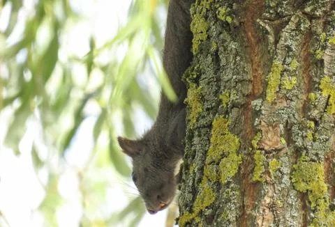 A squirrel in a tree. In Romania Stock Photos