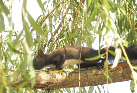 A squirrel in a tree. In Romania Stock Photos