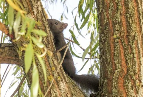 A squirrel in a tree. In Romania Stock Photos
