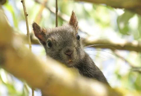 A squirrel in a tree. In Romania Stock Photos
