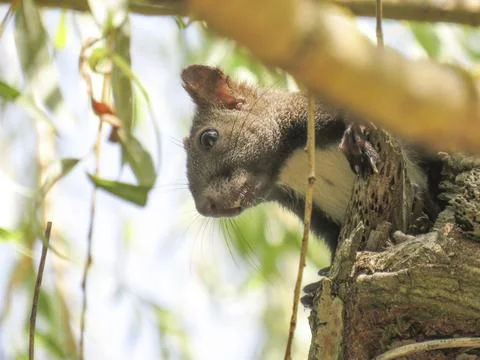 A squirrel in a tree. In Romania Stock Photos