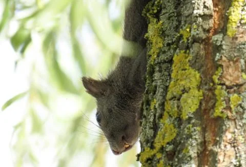 A squirrel in a tree. In Romania Stock Photos