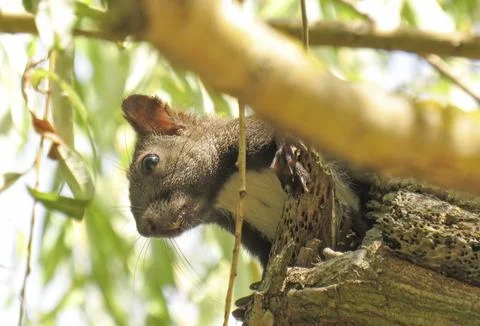 A squirrel in a tree. In Romania Stock Photos
