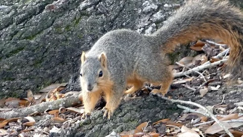 Squirrel on tree root 1080p Stock Footage 120810126