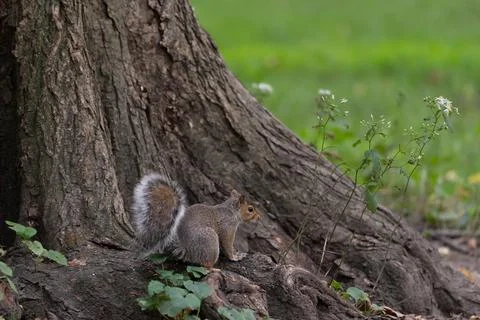 Squirrel on tree roots in Central Park Stock Photos