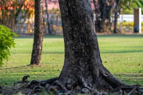Squirrel on tree roots in park grass 스톡 사진