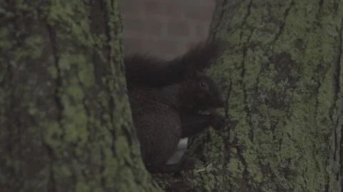 Squirrel in a tree (S-LOG 2) Vídeos de archivo 81417747
