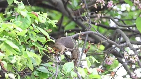 Squirrel on tree searching for food Stock-Footage 322172988