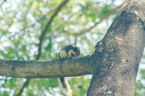 Squirrel on the tree Is a small mammal Stock Photos