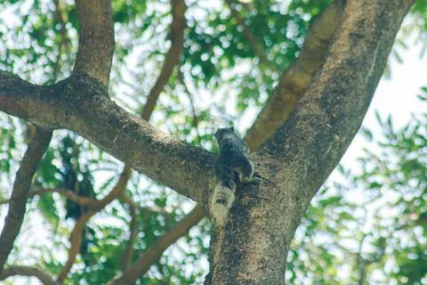Squirrel on the tree Is a small mammal Stock Photos