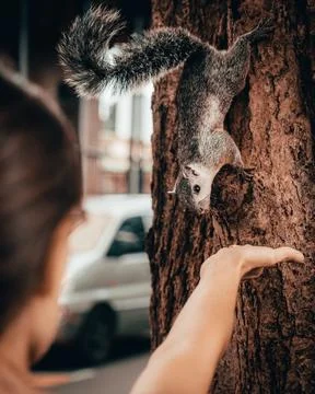 A squirrel in a tree smells a woman's hand Foto stock