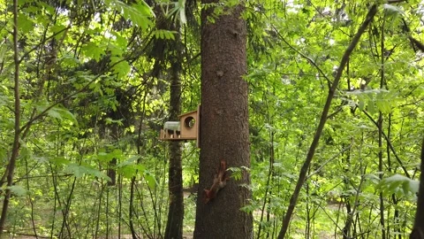 Squirrel on a tree in the spring forest Video stock 130366369