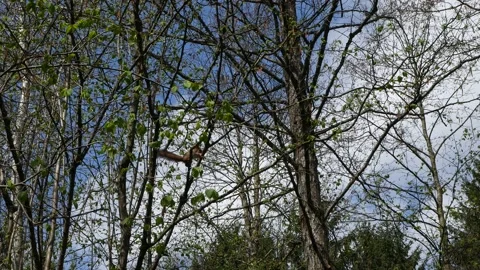 Squirrel on a tree in the spring forest. Video stock 132815550