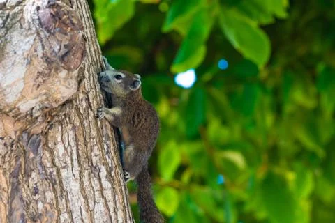 Squirrel on a tree. squirrel in a tree watching the photographer while looking 写真素材