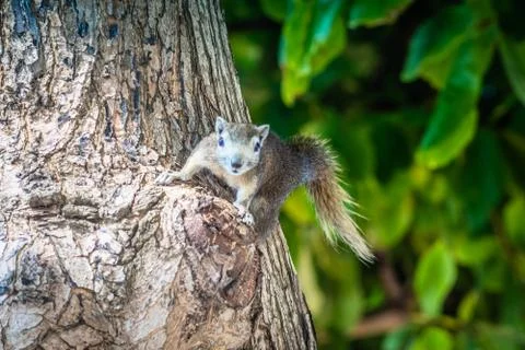 Squirrel on a tree. squirrel in a tree watching the photographer while looking Stock Photos