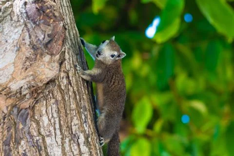 Squirrel on a tree. squirrel in a tree watching the photographer while looking Stock Photos