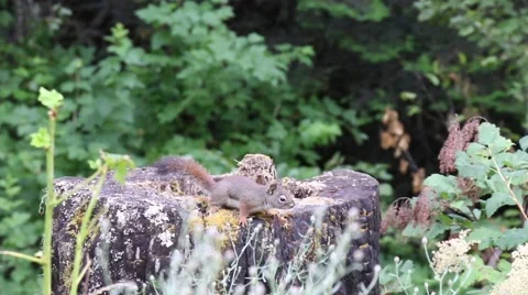 Squirrel on tree stump Stock Footage 52493900