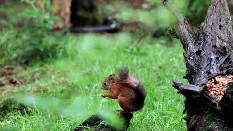 Squirrel on a tree stump in the forest Stock Footage 309772476
