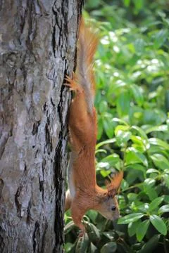 Squirrel on a tree in summer Photos