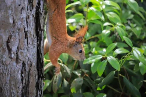 Squirrel on a tree in summer. Foto stock