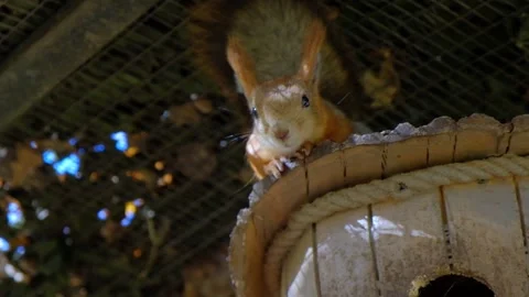 Squirrel on a tree on a Sunny day Stock Footage 140994863