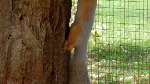 Squirrel on a tree on a Sunny day Stock Footage 140995290