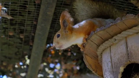 Squirrel on a tree on a Sunny day Stock Footage 140995292
