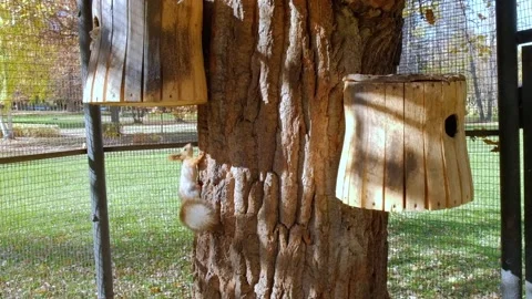 Squirrel on a tree on a Sunny day Stock Footage 140995297
