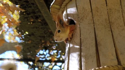 Squirrel on a tree on a Sunny day Stock Footage 140995310