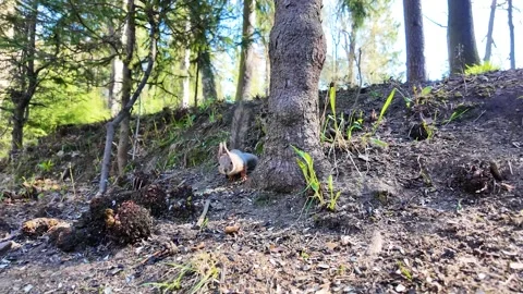 Squirrel on a tree in a sunny spring forest Stock Footage 311120753