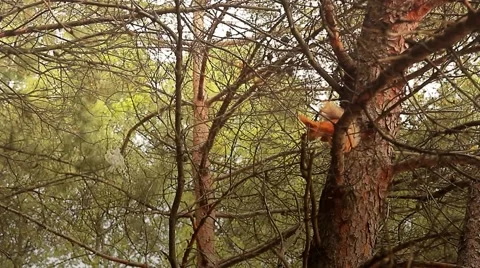 Squirrel on a tree takes food from hand Stock Footage 40351388